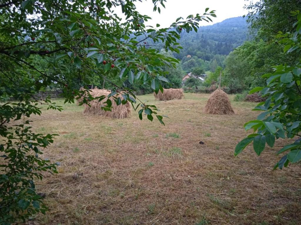 Căpițe de fân pe o pajiște, la marginea satului