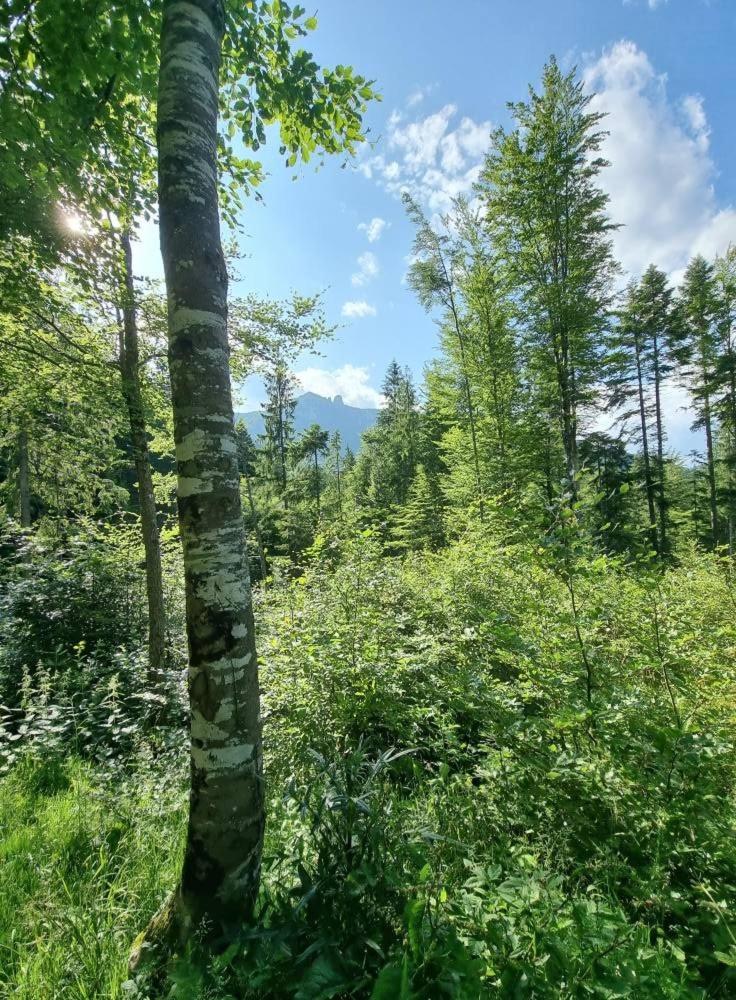 Pădure de brad, cu vârfurile muntelui în fundal